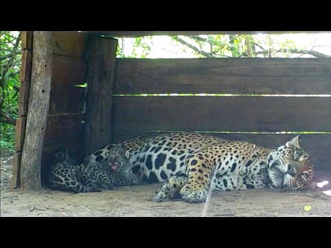 Video: Pet Scoop: Two Endangered Jaguar Cubs Born, schildpadden gered van de bouwplaats