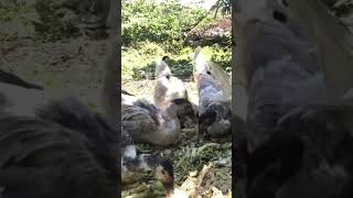 345th Day  Watch It Here Httpsyoutubefmd8ia wocssi6xqw58ivyaul0xm