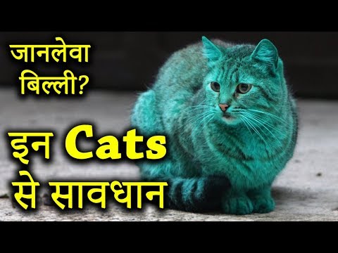 वीडियो: गंजा बिल्लियाँ कहाँ से आईं?