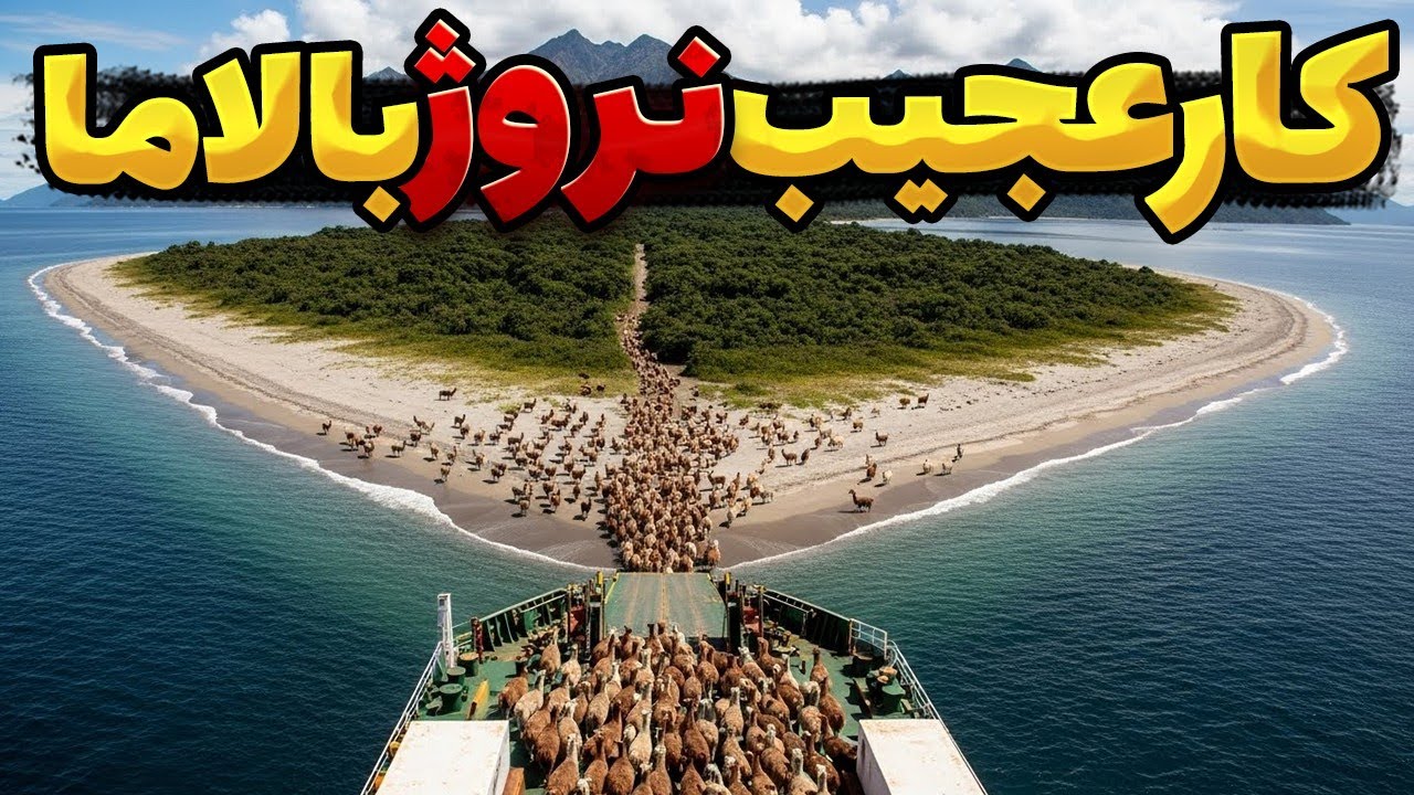 نروژ 900 شتر را در جزیره ای دور افتاده به مدت 100 سال رها کرد... نتیجه دیوانه کننده بود! 🇳🇴🦙