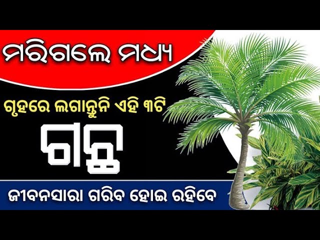 odia vastutips ghare keun sabu gachha lageibe nahi kou gachha rahile subha hoithe ll odia sadhubani