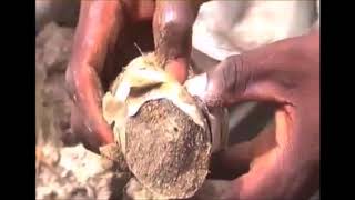 Amazing fish that live without water in dry dirt under the ground, Ghana, Africa