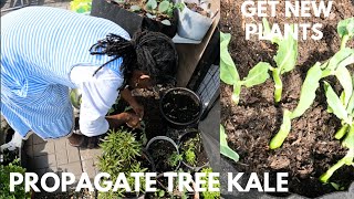 LIVING WITH THE SEASON AS THEY CHANGE| DELICIOUS VEGAN AFRICAN-INSPIRED MEAL| PROPAGATING TREE KALE