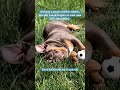 Gain at least 100 subscribers using this sound. #sir_macksimus #bulldog #subscribe