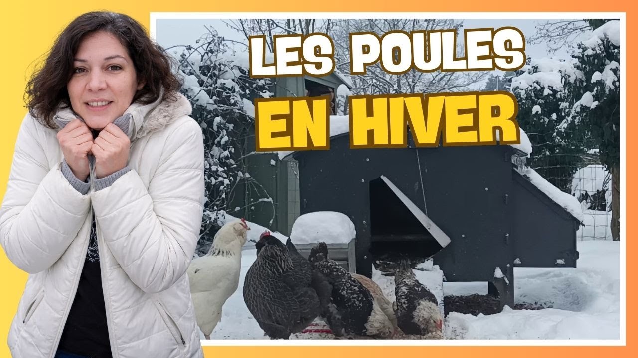 🐔 Protéger les poules en hiver (neige, gel, etc.)