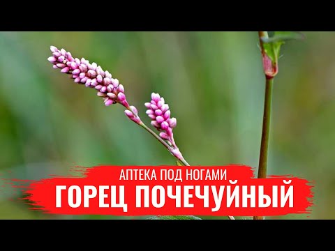 ГОРЕЦ ПОЧЕЧУНЫЙ / Лекарственные св-ва / Полезные настои / Аптека под ногами