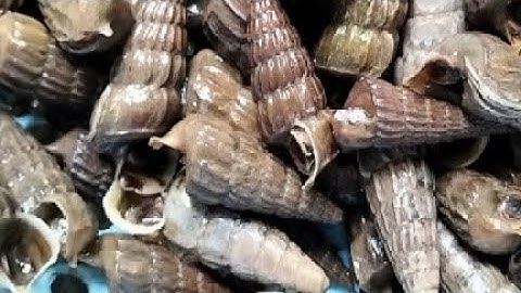 ốc len nấu lá cách nước cốt dừa