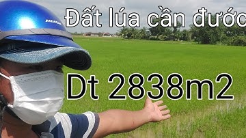 ĐẤT CẦN ĐƯỚC " BÁN 2838M2 ĐẤT LÚA ẤP NHÀ TRƯỜNG XÃ TÂN LÂN CẦN ĐƯỚC LONG AN