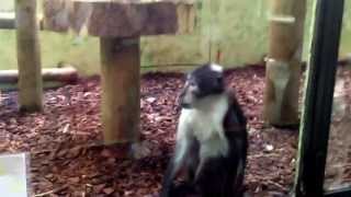 monkeys arse