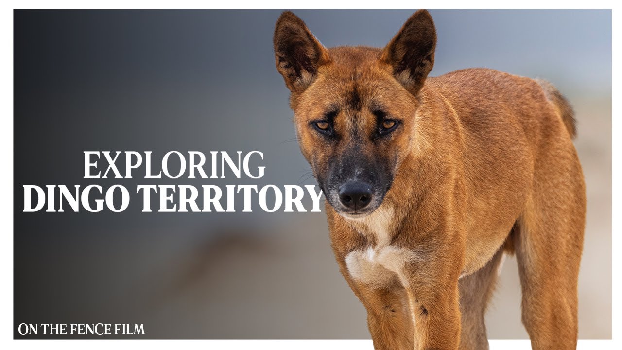 Exploring Dingo Territory - ‘On The Fence’ Dingo Documentary