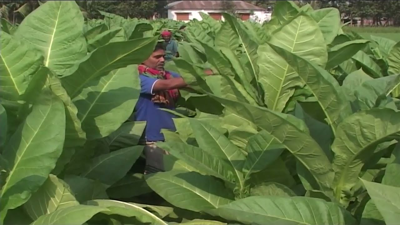 TOBACCO in Bangladesh YouTube