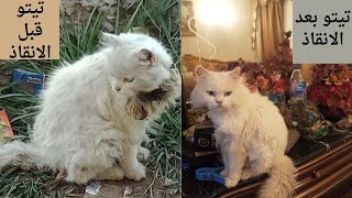 انقاذ قط شيرازى مون فيس من التشرد والجوع ،Saving a Shirazi Moon Face cat from homelessness