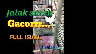 Jalak suren gacor,,full isian,,cocok untuk masteran..