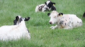Beef production from the dairy herd - Maximising beef from grass