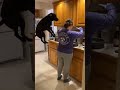 Boxer Rebellion dog behavior 😂#usa🇺🇸 #funny  #funnyvideos #dog