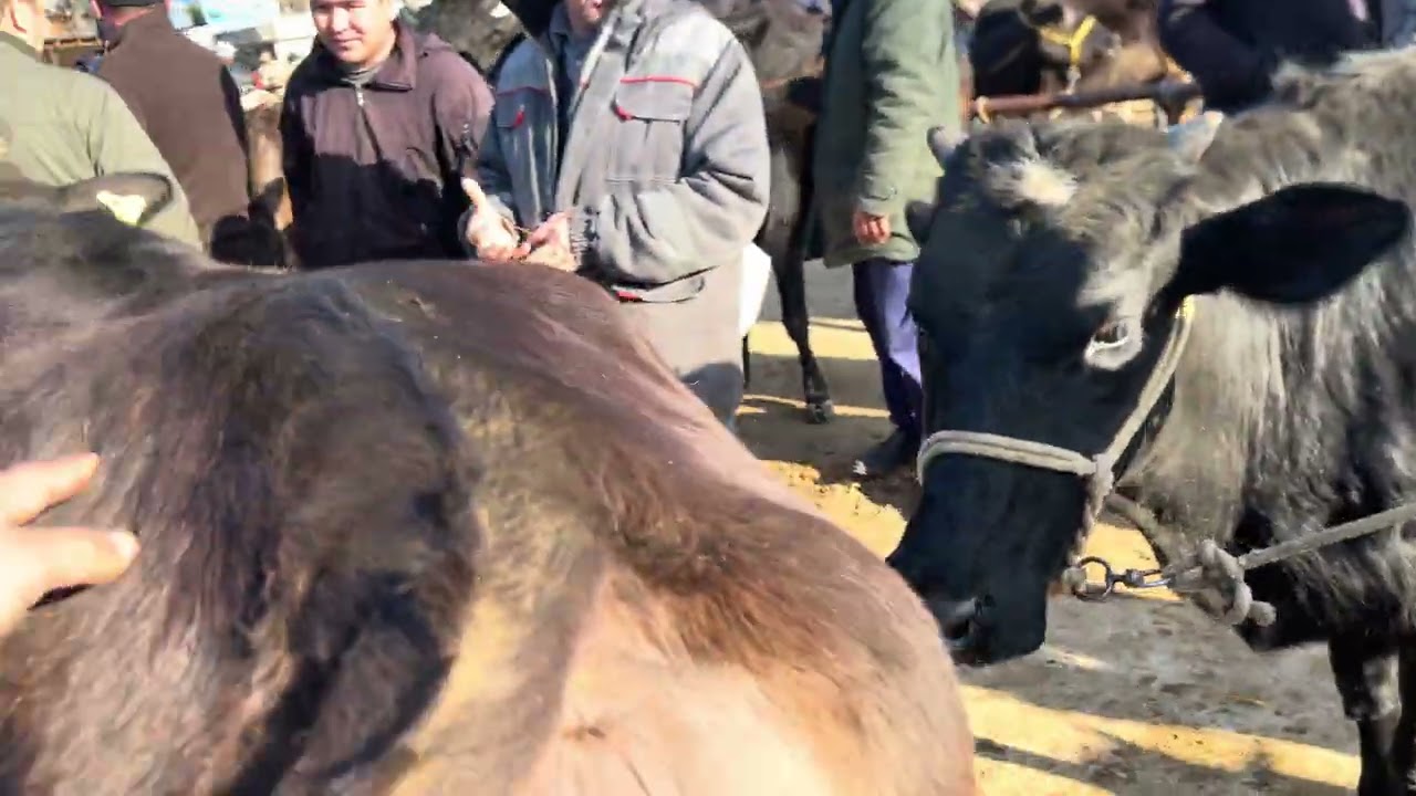 Bo’g’oz sigirlar va Qisir sigirlar narxlari tergachi mol bozori