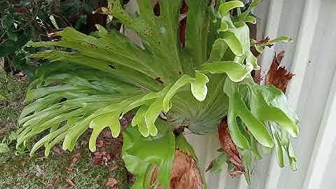 Staghorn Fern (Platycerium Bifircatum)