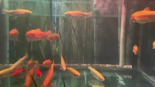 Golden rainbow trout in Melbourne