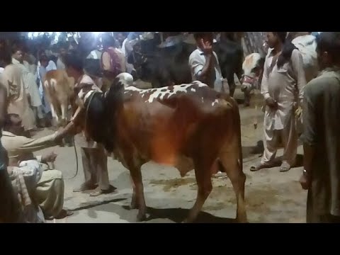 Bail And Bakra Market Live Sale And Bought/live World