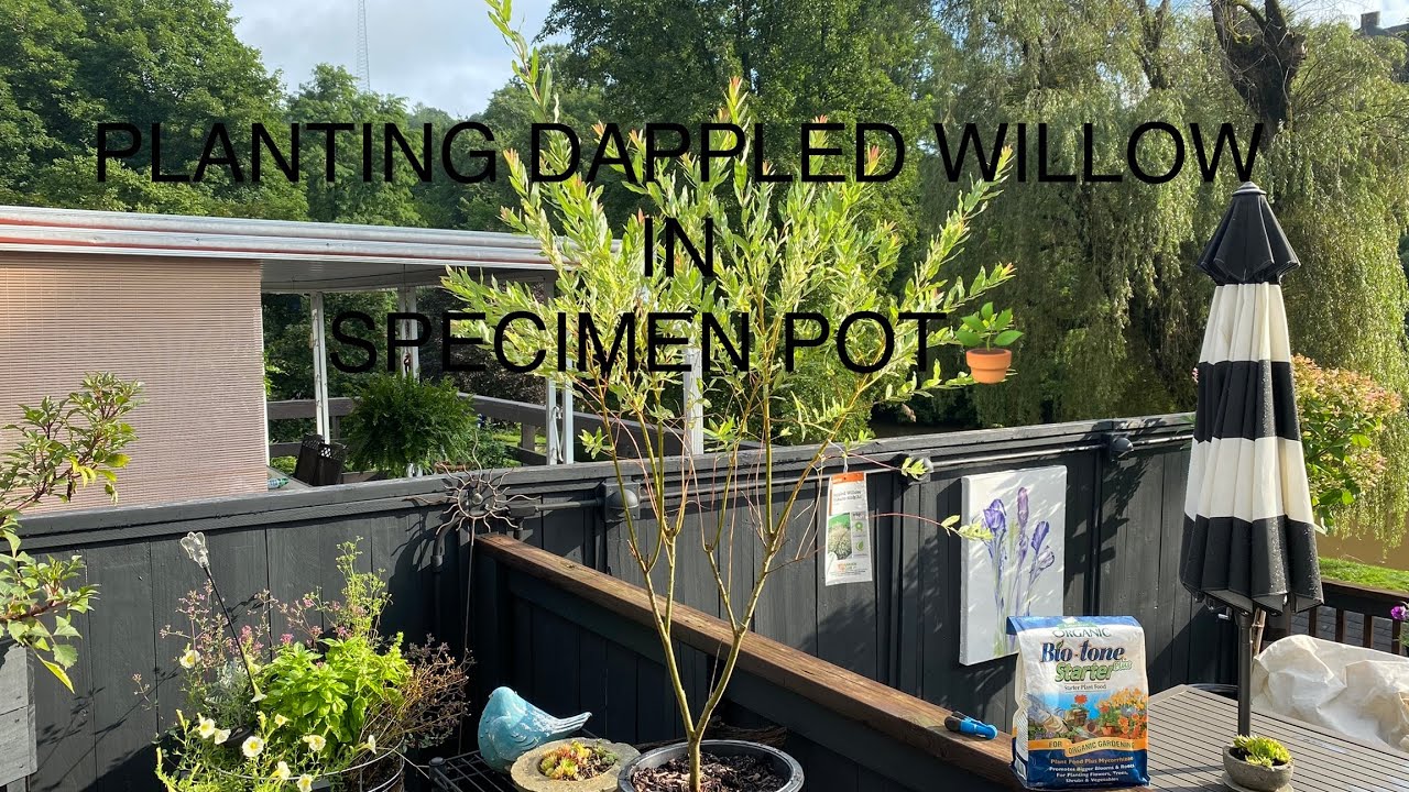 ПОСАДКА ИВЫ ПЯТНИСТОЙ (ХАКУРА НИШИКИ) В КАЧЕСТВЕННЫЙ ГОРШОК🪴