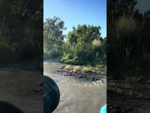 How Many Cheetahs Cross The River Marataba Luxury Lodges South Africa Wildlife Cheetah