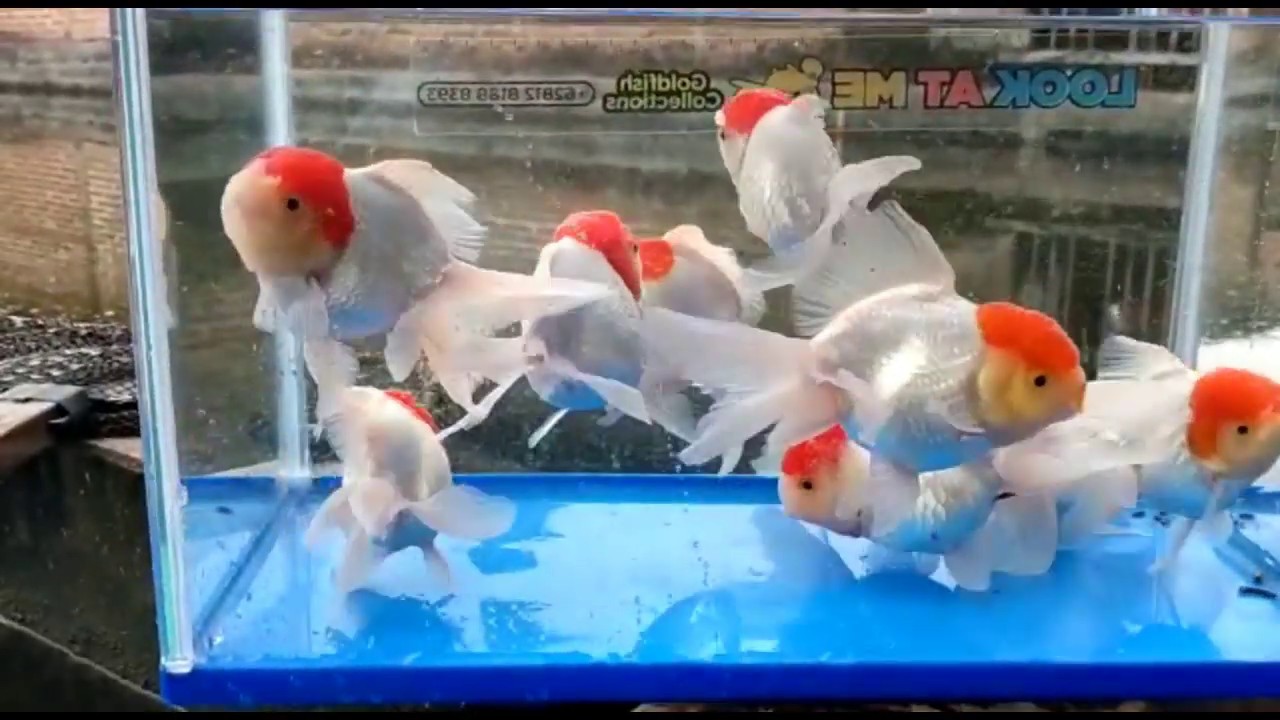 Ikan hias cantik #1 - YouTube