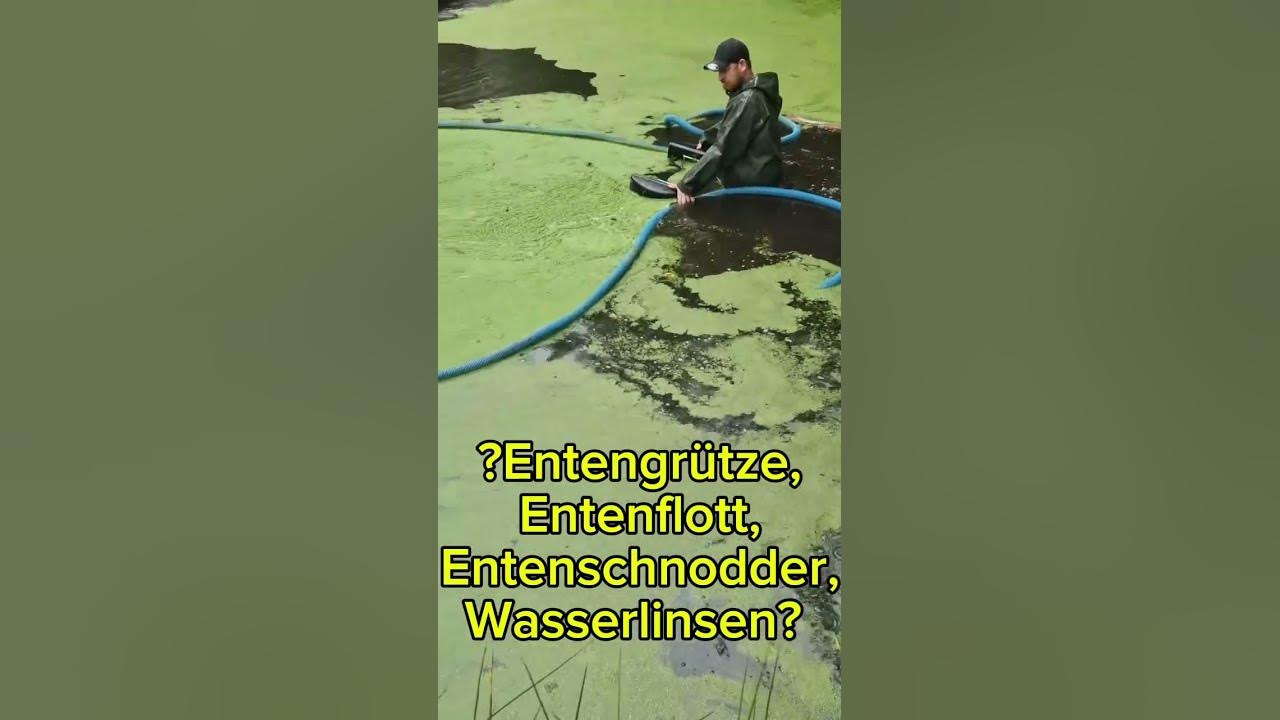 Wasserlinse oder Watt 🦦😅Wie nennst du die grüne Pest? teichpflege 