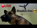 Dog Training at home: 😂🤣 Gaming, dog fight, 🔥 chasing my dog, exercise, treats, breakfast, cleaning