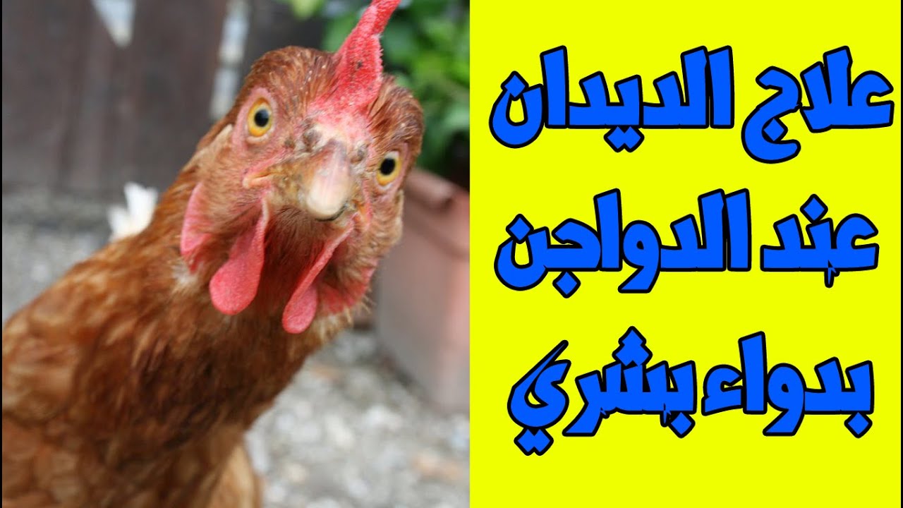 علاج الديدان عند الطيور بدواء بشري هيخلص علي المرض في نفس اليوم وليس له اعراض جانبية ومش غالي الثمن