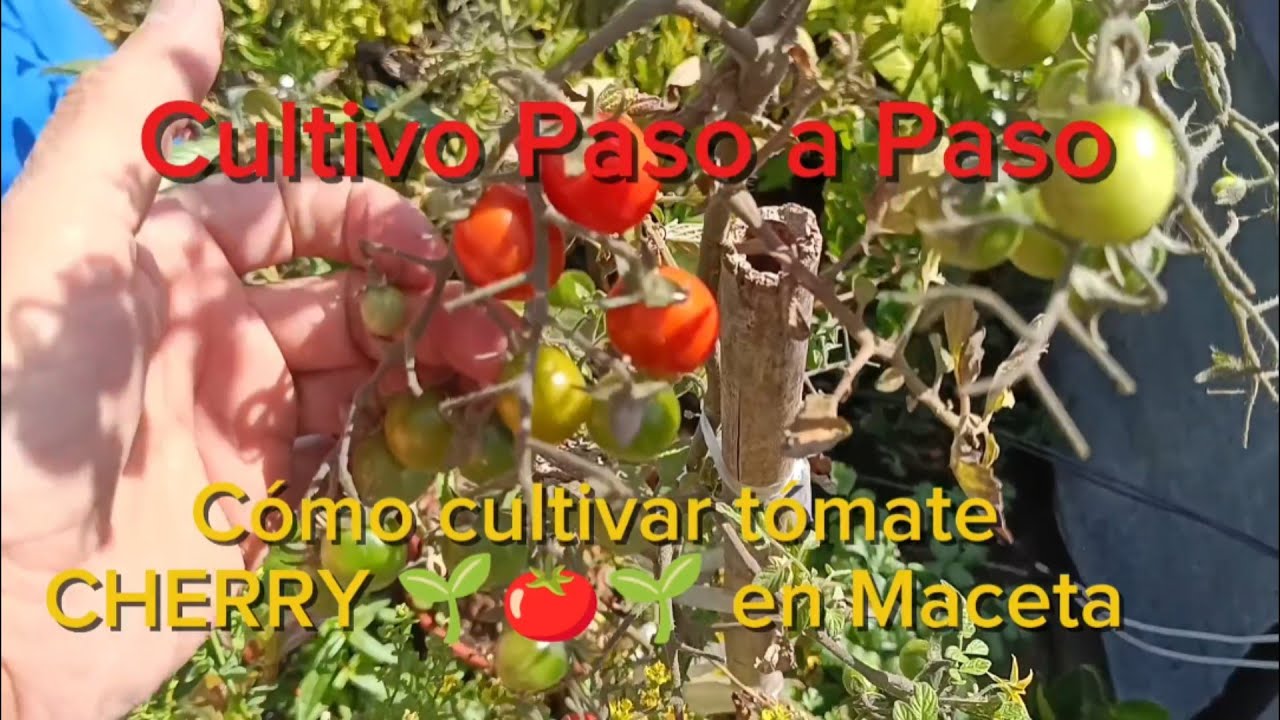 Cómo cultivar tomates Cherry 🌱🍅🌱 en huerto y en maceta - Cultivo de ...