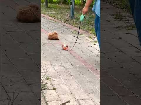 Mama didn’t know i was free😁 #funny #funnyvideo #funnyshorts #funnycomedy #funnycomedy #funnyanimal