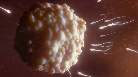 Learning about hereditary diseases from zebrafish