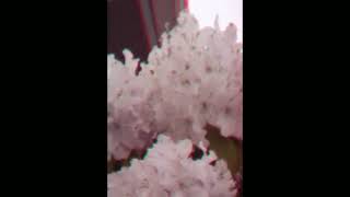 FFF f2 3D Lens test footage Anaglyph