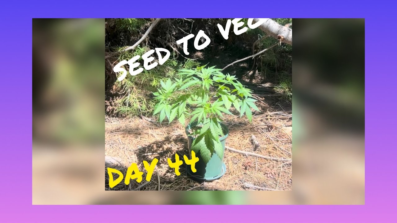 Gluey Stone Grow Series Ep. 1 — Seed to Veg (Cannabis Grow Journey)