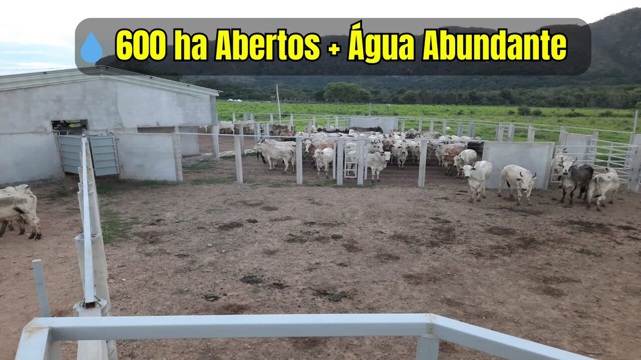 Fazenda 213 Alqueires à Venda em Natividade/TO | 600 ha Abertos + Rio + Projeto de Irrigação