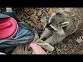 Raccoons babies take food from me!