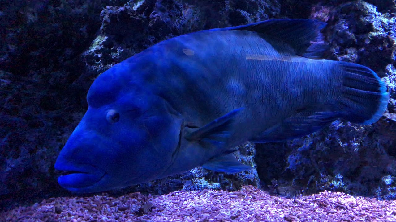 ナポレオンフィッシュ 綺麗な青色で悠々と泳いでいました カッコイイ すみだ水族館 Napoleon Fish Beautiful Blue Cool Sumida Aquarium Youtube