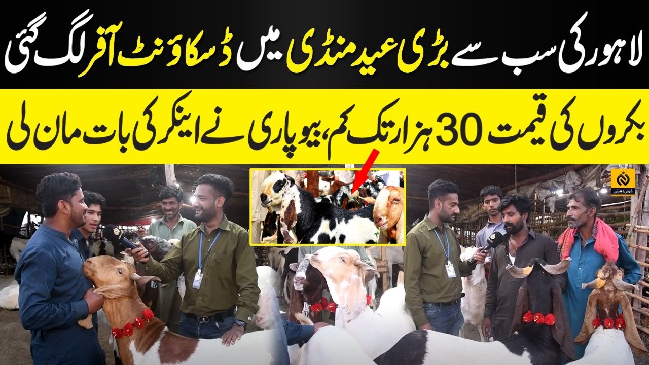 BIG Discount On GOATS In Mandi At Lahore Eid Mandi 2023 Daily