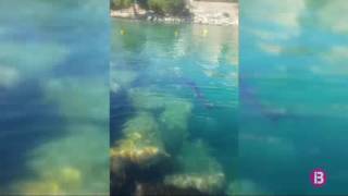 Una tintorera sorprèn als banyistes de Cala Nova