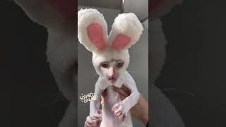 #rabbit #funnypets