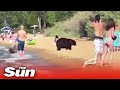 Cali heatwave - Bears cool off at a crowded beach & help themselves to a picnic