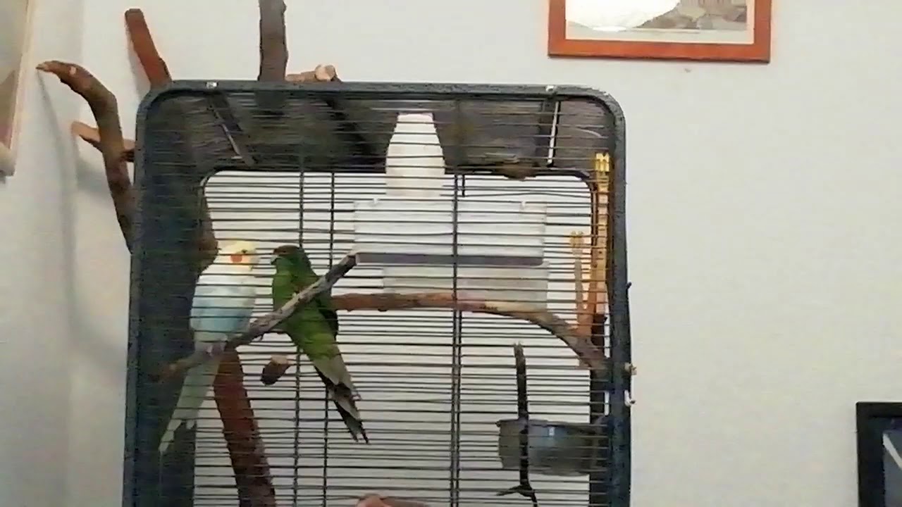 Cute parrots feeding each other YouTube