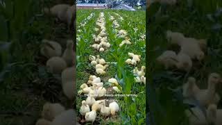 super weeding in the corn field the geese #weeding #geese #agriculture