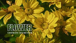 'Flowers' Cinematic Macro Film - shot on Nikon ZR