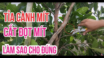 Cách tỉa cành Cắt đọt mít để cây nhanh lớn sớm cho trái