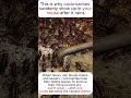 🪳Why Rain Brings Out Cockroaches 😳🪳