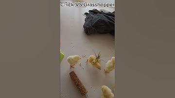 Chick VS Grasshopper amazing fight 😂🤣 #animals #shorts #reels #youtubeshorts