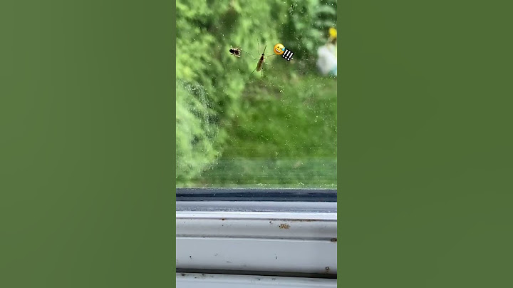 Jumping spider attacks mosquito