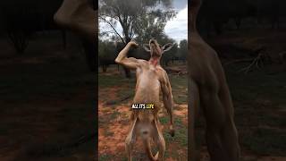 The kangaroo started posing for the camera😲