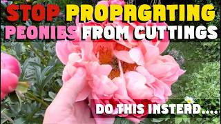 STOP propagating PEONIES from CUTTINGS. Do this instead.... How To Propagate Peonies
